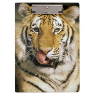 Pranchetas Tigre Zoológico de Michigan