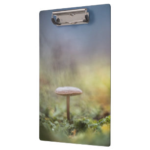 Pranchetas Tiny Mushroom Nature Foto