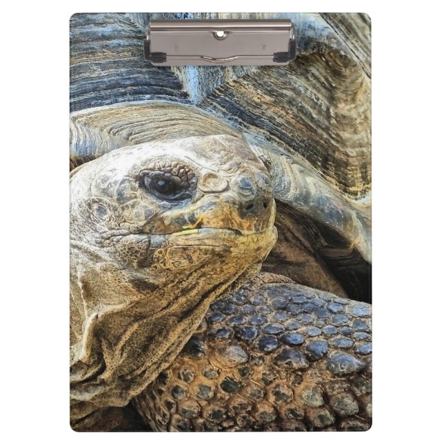 PRANCHETAS TORTOISE (Frente)