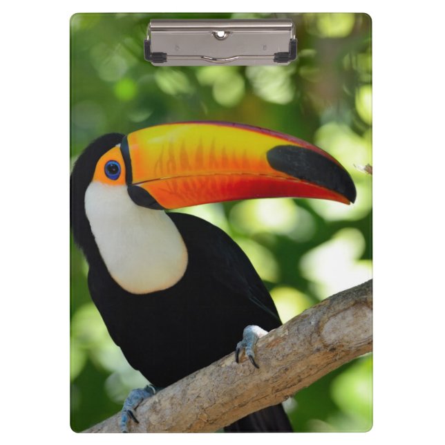 Pranchetas Toucan (Frente)