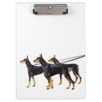 Três Dobermans na trela