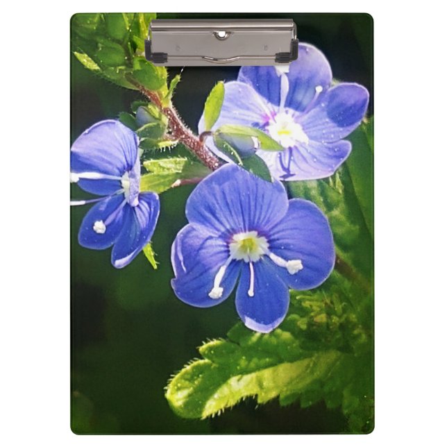 Pranchetas Três Flores Azuis (Frente)