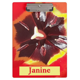 Pranchetas Tulipa Vermelha Escarlate