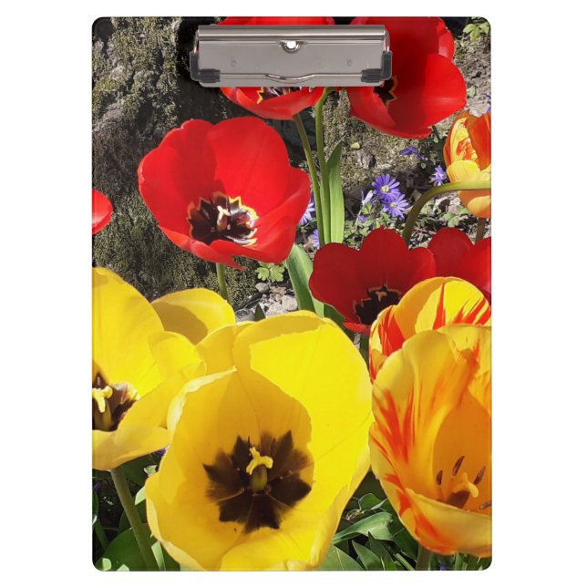 Pranchetas Tulipas Amarelas e Vermelhas (Frente)
