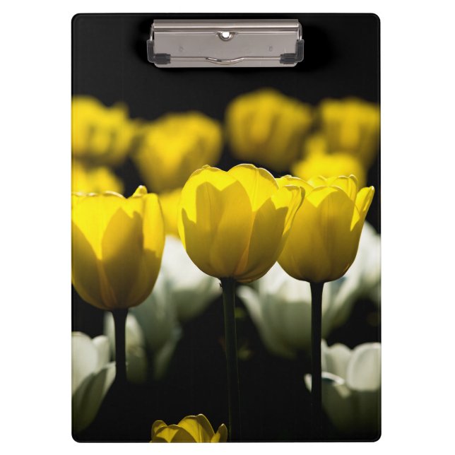 Pranchetas Tulipas Amarelo E Branco (Frente)