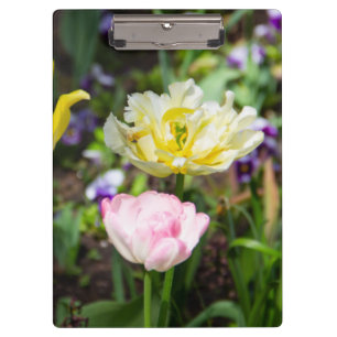 Pranchetas Tulipas brancas, cor-de-rosa e amarelas no jardim