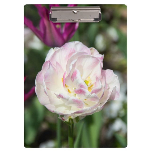 Pranchetas Tulipas cor-de-rosa brilhantes num dia ensolarado (Frente)