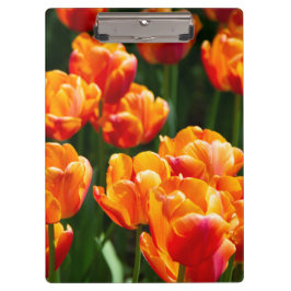Pranchetas Tulipas laranja-claras no parque