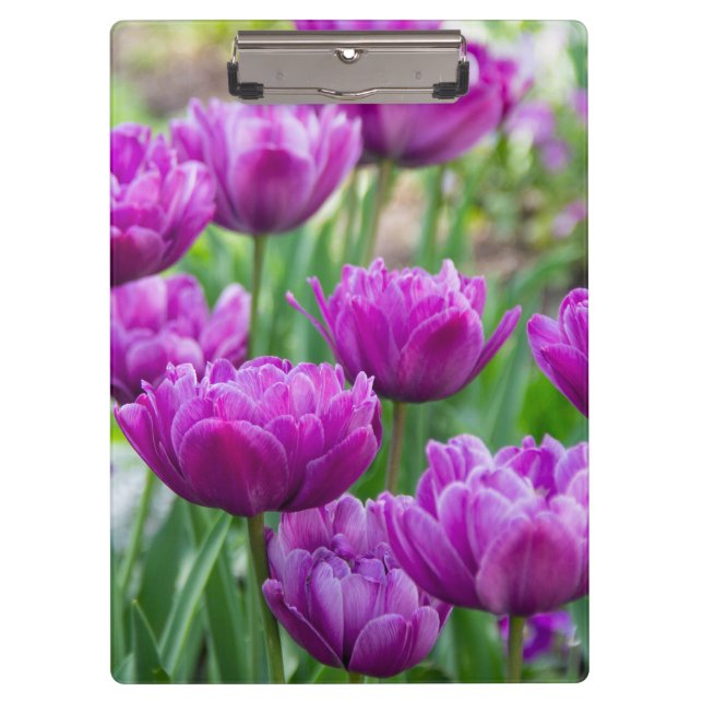 Pranchetas Tulipas lilás brilhantes num dia ensolarado (Frente)