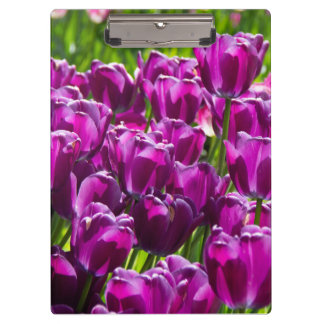 Pranchetas Tulipas lilás brilhantes num dia ensolarado