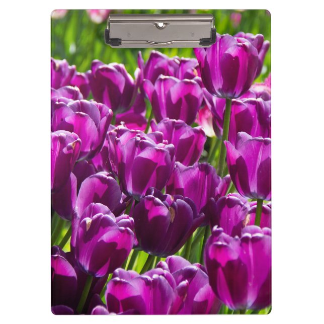 Pranchetas Tulipas lilás brilhantes num dia ensolarado (Frente)