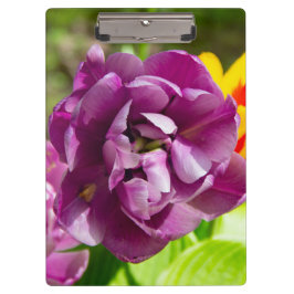 Pranchetas Tulipas lilás num dia ensolarado