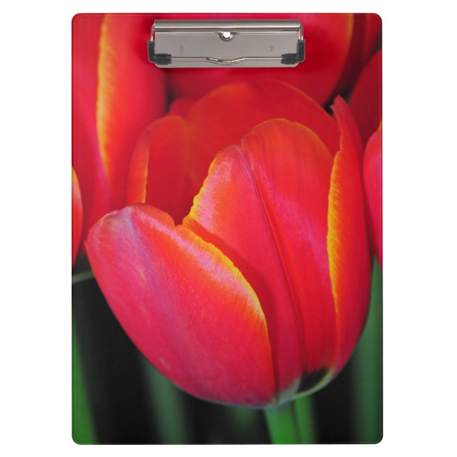 Pranchetas Tulipas primavera vermelhas (Frente)