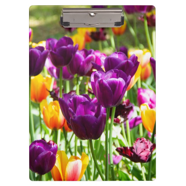 Pranchetas Tulipas púrpura e amarelas cúbicas (Frente)