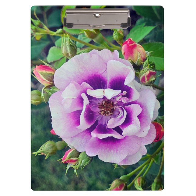 Pranchetas Um rosa violeta (Frente)