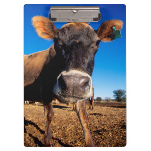 Pranchetas Uma vaca Jersey sendo curiosa
