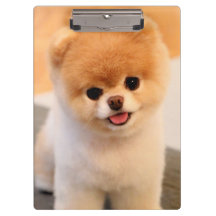 Único Pomerano Encantador