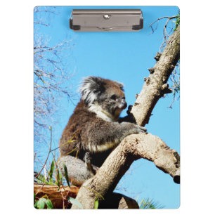 Pranchetas Urso De Koala Australiano Em Árvore De Pinheiro An