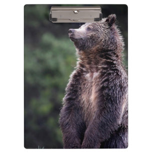 Pranchetas Urso de urso ereto