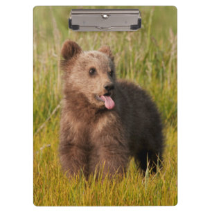 Pranchetas Urso engraçado do bebê das imagens de Getty