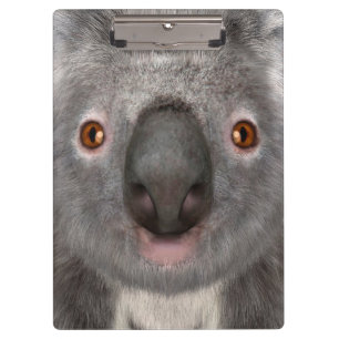 Pranchetas Urso Koala