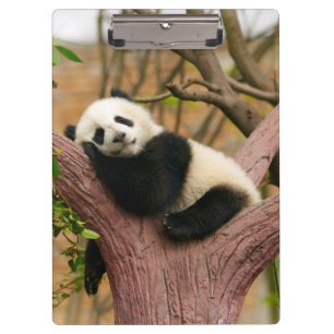 Pranchetas Urso Panda Bonito