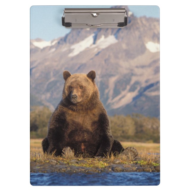Pranchetas urso pardo, Ursus arctos, urso cinzento, Ursus (Frente)