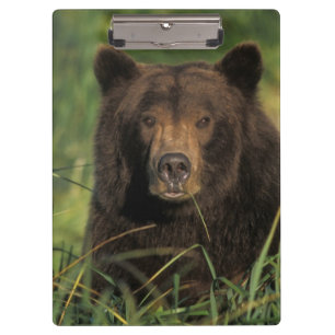 Pranchetas urso pardo, Ursus arctos, urso cinzento, Ursus 9
