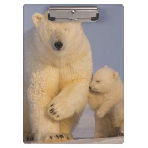 Pranchetas urso polar, Ursus maritimus, porca com filhotes re