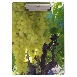 Pranchetas Uvas Sultana Numa Vinha De Uva,