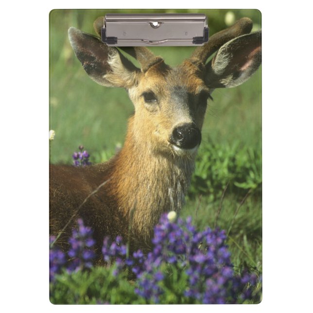 Pranchetas Veado-de-cauda-preta, Odocoileus hemionus (Frente)