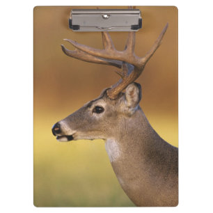 Pranchetas Veado-mateiro, Odocoileus virginianus,