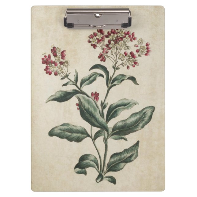 Pranchetas Vintage Botanical Floral Laurestina Ilustração (Frente)