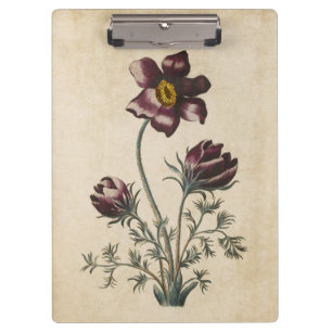 Pranchetas Vintage Botanical Floral Pasque Ilustração