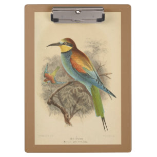 Pranchetas Vintage - Ilustração do Bee-Eater Europeu