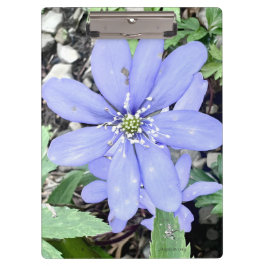 Pranchetas Whisper of the woods - lilac Wildflower in the for