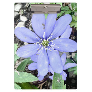 Pranchetas Whisper of the woods - lilac Wildflower in the for