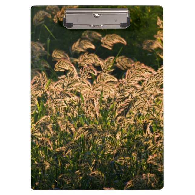 Pranchetas Wild Millet (Panicum Sp.) Cultivo Em Zonas úmidas (Frente)