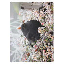 Pranchetas Winter Blackbird