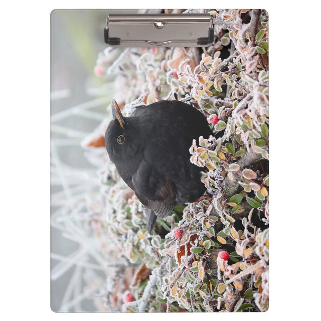 Pranchetas Winter Blackbird (Frente)