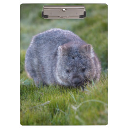 Pranchetas Wombat bonito e peluches Tasmânia Austrália