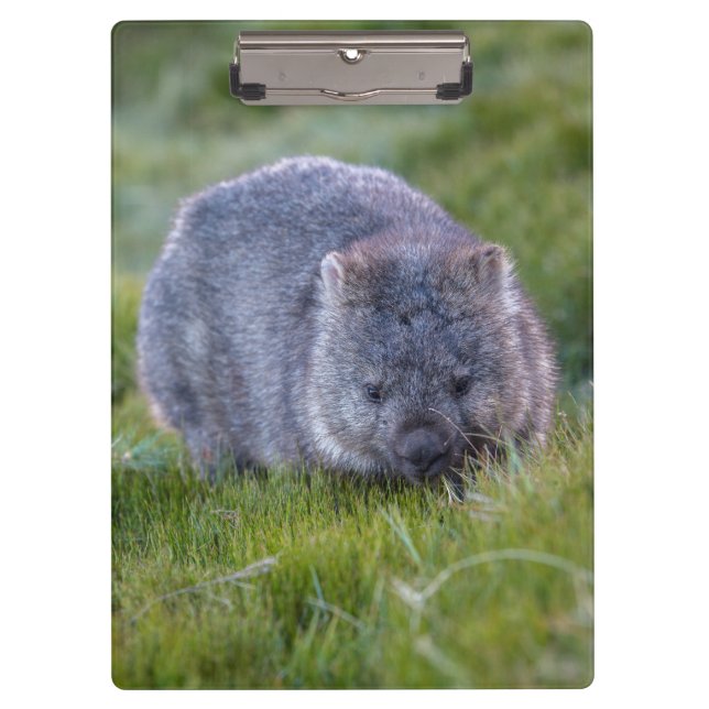 Pranchetas Wombat bonito e peluches Tasmânia Austrália (Frente)