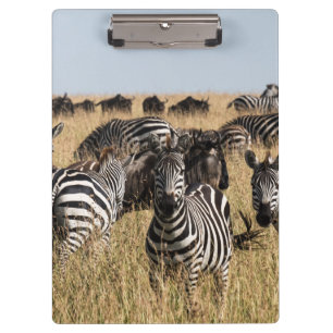 Pranchetas Zebra do Grant