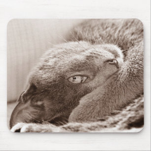 Prateie o gato Mousepad