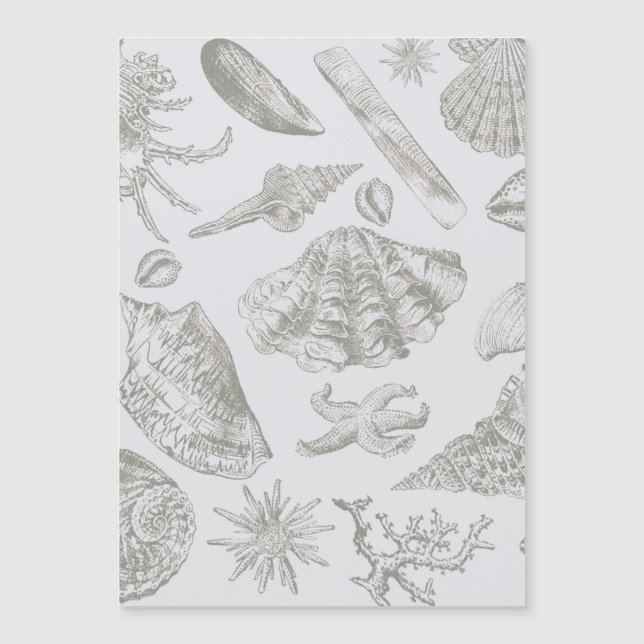 Prateleiras de Arte Suave de Seashell (Frente)