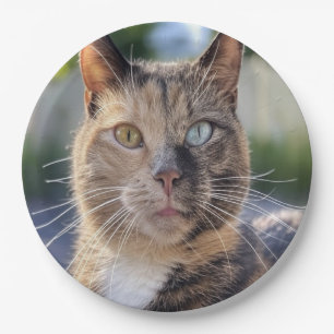 Prato De Papel Adicionar Personalização de Foto de Cat