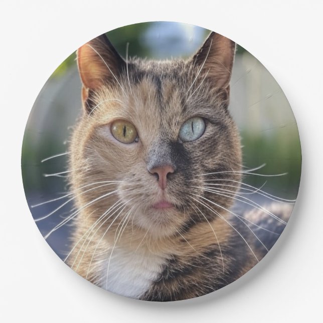 Prato De Papel Adicionar Personalização de Foto de Cat (Frente)
