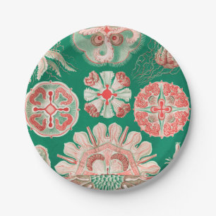 Prato De Papel Água-viva, Disco de Ernst Haeckel