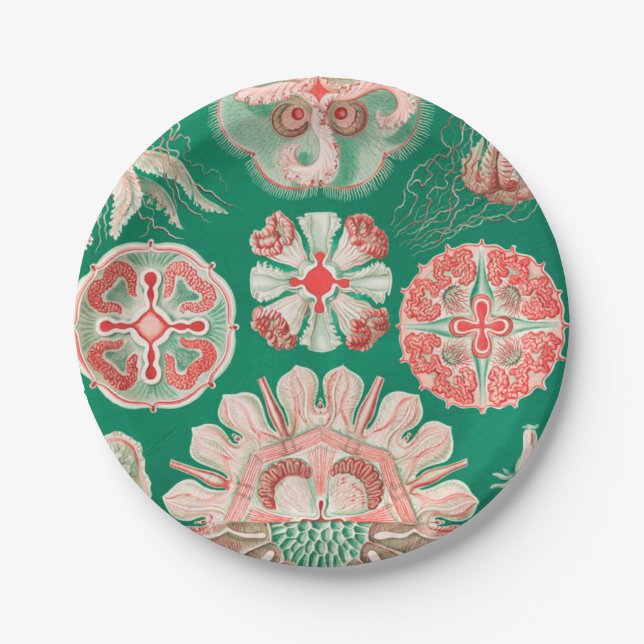 Prato De Papel Água-viva, Disco de Ernst Haeckel (Frente)