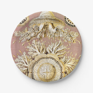 Prato De Papel Água-viva, Discomedusae por Ernst Haeckel